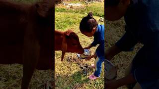 wangdu ne Cow ke bachhe ko khana diya ❤️| #shorts #cow #love #surajactor ##viralvideo #yt