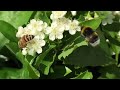 my apis mellifera ligustica frighten by bombus terrestris worker. windowbee