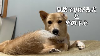 犬って賢い！やっぱり褒められたい✨褒められると嬉しいんだよ