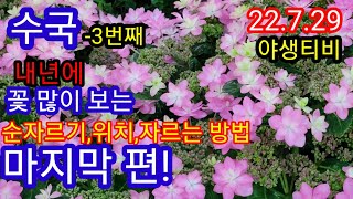 수국,꽃 많이 보는 순자르기 마지막 회입니다.