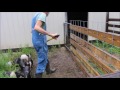 DIY!! -- Pig Feeder Made from a Barrel