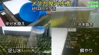 メダカ 屋外水槽 1/4水抜き 半分の水換え 餌やり 大きく育ってから冬越しすると強い！