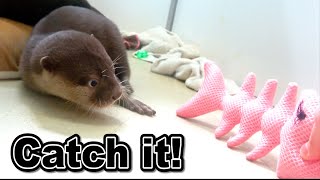 【カワウソ赤ちゃん】獲物を捕まえろ！Catch the prey!【特別編】