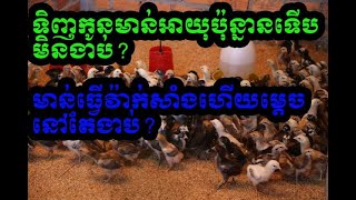 #ទិញកូនមាន់នៅអាយុប៉ុន្នានទើបចិញ្ចឹមមិនងាប់? មាន់ធ្វើវ៉ាក់សាំងហើយម្តេចនៅតែងាប់?