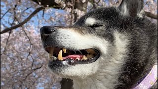 【14歳】桜を楽しむ【おじいワン黒柴虎太郎】I went to the park full of cherry blossom trees today. And it was so beautiful