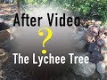 After Video - How to Bring a Tree Back to Life