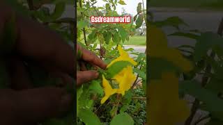 Tecoma stans/yellow trumpetbush/Thanga Arali/Yellow Bells/தங்க அரளி செடி!!!