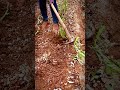 hoeing the soil in the garden by farmers with simple agricultural tools shorts