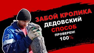 Как Забить Кролика, Забой Кролика, способ забоя Кролика.