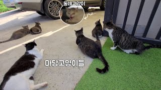 [#155] 속깊은 동네고양이(새치)ㅣ고막주의(하이톤 소리 많음)