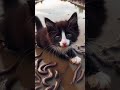 kasihan sekali sianak kucing ini di kerumuni oleh para lintah rawa #viralvideo #cat #kucing #shorts