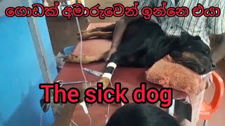 The sick Rottweiler|blacky|එයාට ගොඩක් අමාරුවෙන් 😭