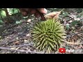 hunting for wild durian the king of fruits