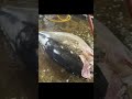 quickly master cutting giant bluefin tuna a full process guide from beginner to expert快速掌握巨型蓝鳍金枪鱼切割