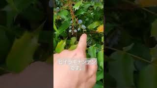 ヒイラギナンテン【ショート植物図鑑】