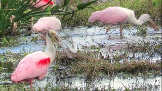 Roseate Spoonbill Flock Feeding -  A Meditation