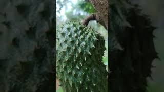 Soursop (Annona muricata).....