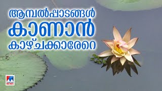 ചെളി നിറഞ്ഞ ചാല്‍ ആമ്പല്‍പ്പാടമായി; കുടുംബശ്രീ പ്രവര്‍ത്തകരുടെ പ്രയത്നം|Pathanamthitta