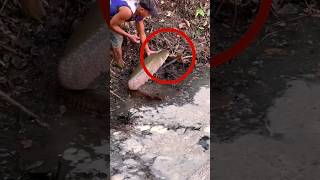 Melepas Ikan Arapaima #shorts