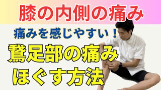 【膝の内側の痛み】鵞足炎に対するセルフケア方法。３つの筋肉を柔らかくしましょう！