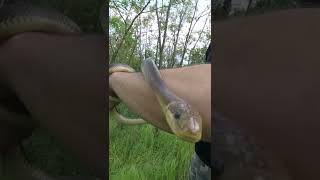 Extremely Cute Aesculapian snake climbs on my camera  - DANGER NOODLE 🐍🐍🐍 #shorts