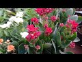 kalanchoe plant complete care in malayalam കലാഞ്ചിയ or കലാഞ്ചോ പരിചരണം flowering tips u0026 care