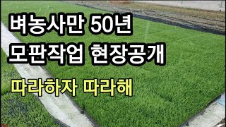 벼농사만 50년, 모판작업 현장 소개, 벼모종이 좋아야 모내기가 편하고 수확량도 많아요._[삼형제축산]