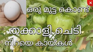 ഒരു മുട്ട കൊണ്ട് തക്കാളി ചെടി നിറയെ കായ്കൾ | Best fertilizer for tomato