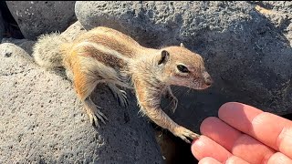 4K Wild Chipmunks 🐿️ of Fuerteventura Slow Motion Fun 🤩