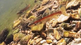 Black nose dace spawning. (full HD)