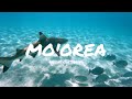 Moorea Tahiti 2024 | Swimming with sharks and rays for $20!