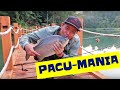 Memancing Pacu | Air Kuning Dam Fishing