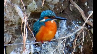 カワセミ狛江地区お父さん 2024 12 27 #カワセミ #野鳥 #birds #wildlife #nature #自然観察ぶらり散歩