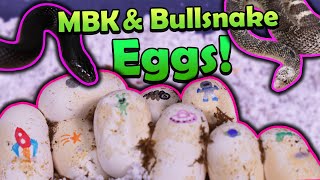 Our Bullsnake and Black Kingsnake Laid Eggs!!
