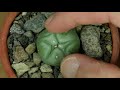 Does your Lophophora need water?