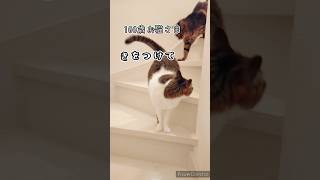 21歳老猫ココさん、よろけながらのパトロール #cat #ねこ #猫の日常 #猫のいる暮らし #保護猫 #老猫 #老猫介護 #老猫ココ #シニア猫 #シニア #高齢猫 #お猫様 #ハイシニア