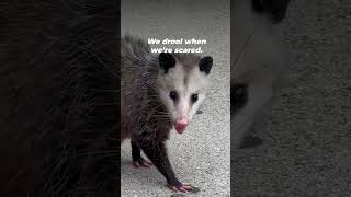 Opossums are Awesome