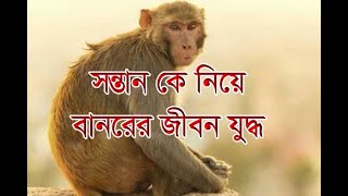 বানরের জীবন যুদ্ধ || Fight against Life of Monkey ||