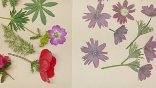 Pressed Flower Results | Flower Pressing | Daisy, Anemone, Pulsitilla, Hellebore, Euphorbia, Leaves