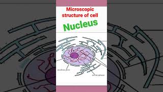 #nucleus to watch full video click on link given in comments section