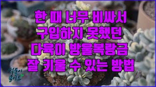 한때 정말 비싸서 구입하지 못했던 다육이 방울복랑금 이렇게 키우면 잘 키울 수 있어요