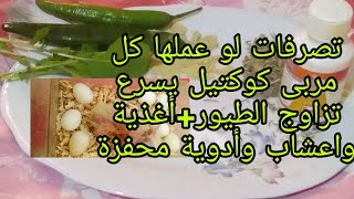 تحفيز طائر الكوكتيل على التزاوج والإنتاج