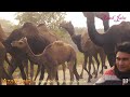 camel herd walking video ऊँट का झुण्ड unt ka jhund rajasthan india video ऊंट का वीडियो