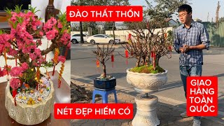 ĐÀO THẤT THỐN Bonsai \