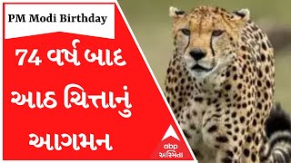 PM Modi Birthday 2022: ભારતમાં 74 વર્ષ બાદ આજે આઠ ચિત્તાનું આગમન, જાણો કેવી રીતે રખાશે સંભાળ?