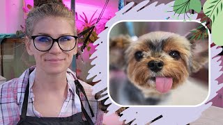 Yorkie Shavedown (FULL Groom Tips and tricks)