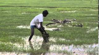 Paddy fields destroyed