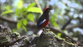 Garnet Pitta (Pitta granatina) - Near Threatened (IUCN 3.1) status