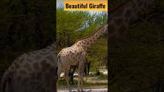 Beautiful Giraffe in lucknow zoo ❤# It's Amazing ( TS shorts)