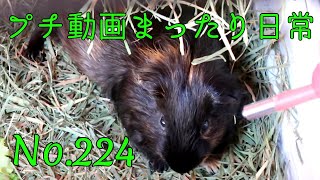 【モルモット】プチ動画 まったり日常 No.224 Relaxed daily life【kawaii guineapig】